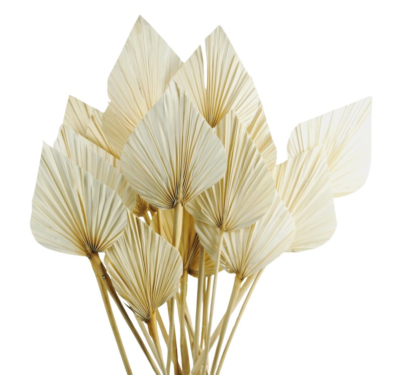 Picture of Dried PalmSpear x 20 Bleached