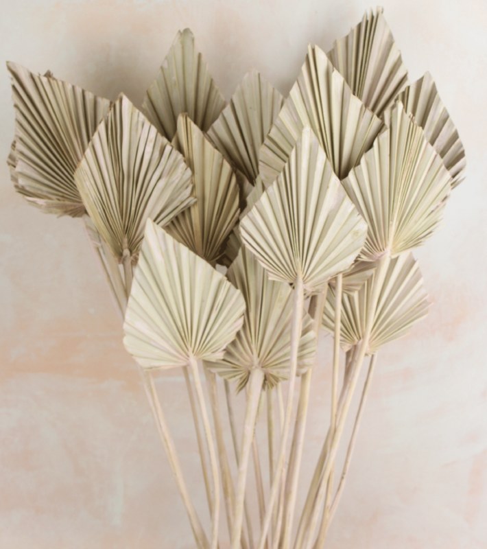 Picture of Dried PalmSpear x 20 White Wash/ Pale Pink