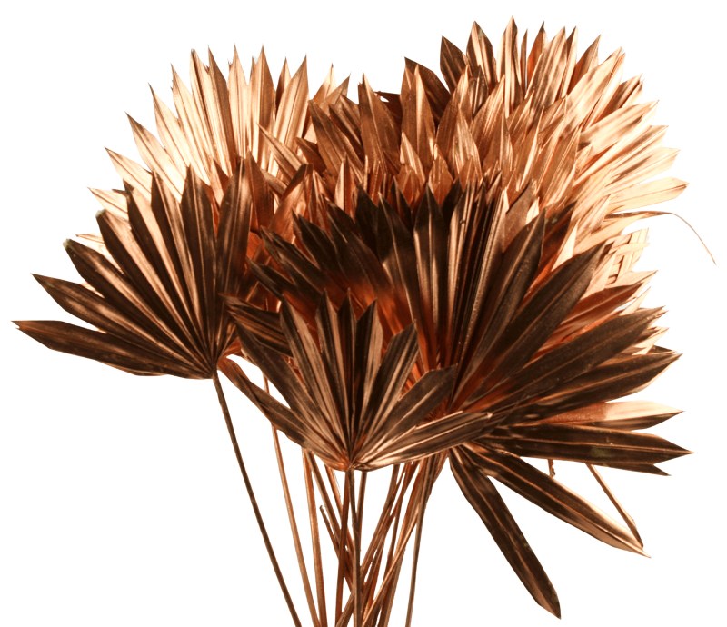 Picture of Dried Sun Spear Metallic Copper x 20