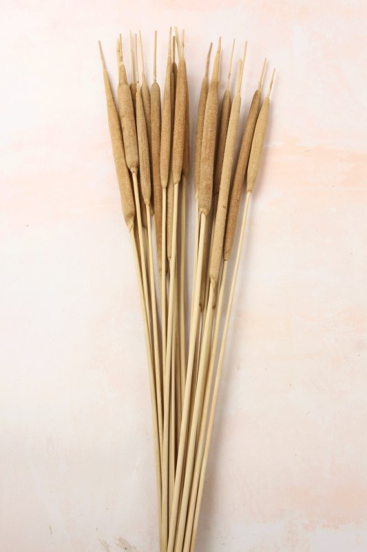 Dried Reed Spadix Medium x 20 Natural