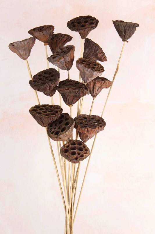 Picture of Lotus Stems Natural x 15