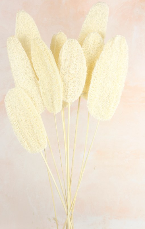 Picture of Dried Luffa Bleached x 10 stems