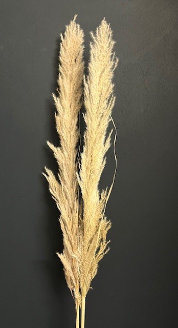 Picture of Pampas Stems Natural 1m x 2 Stems