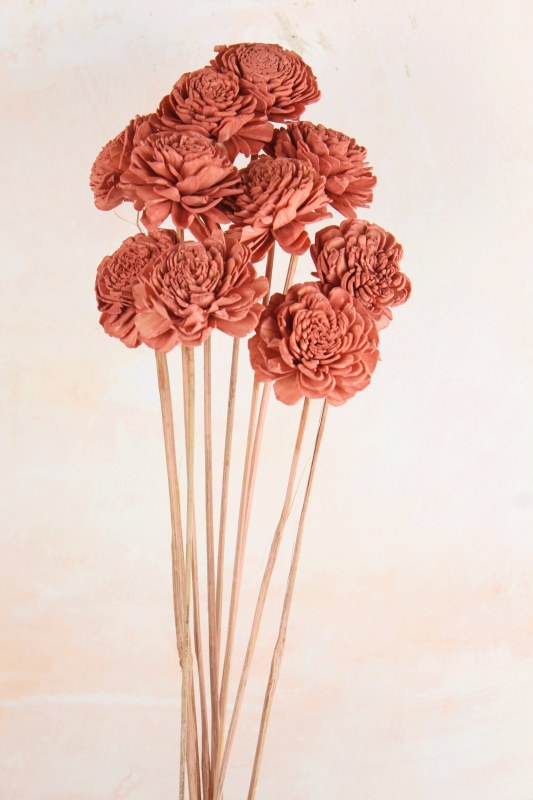 Picture of Dried Shola Flower Antique Peach x 10 Stems