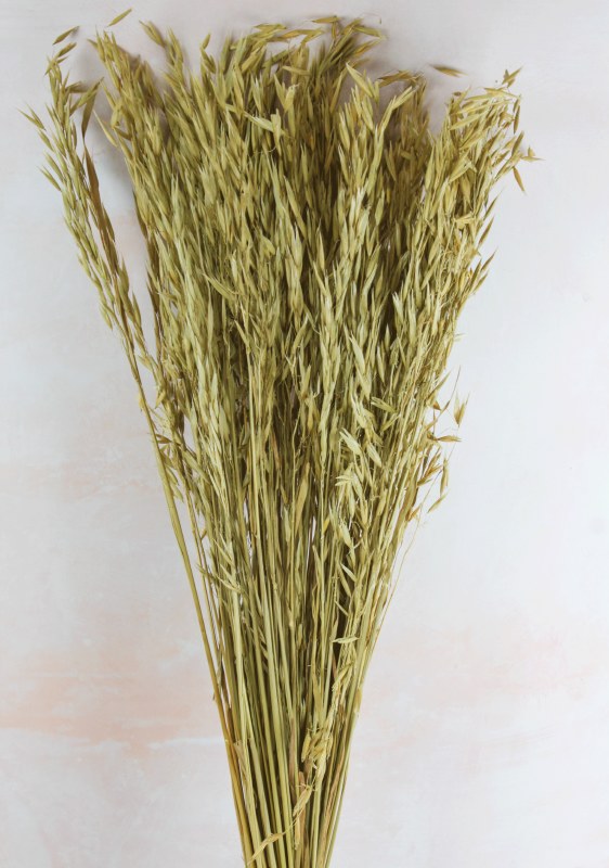 Picture of Dried Oat Grass Natural 75cm 150gr