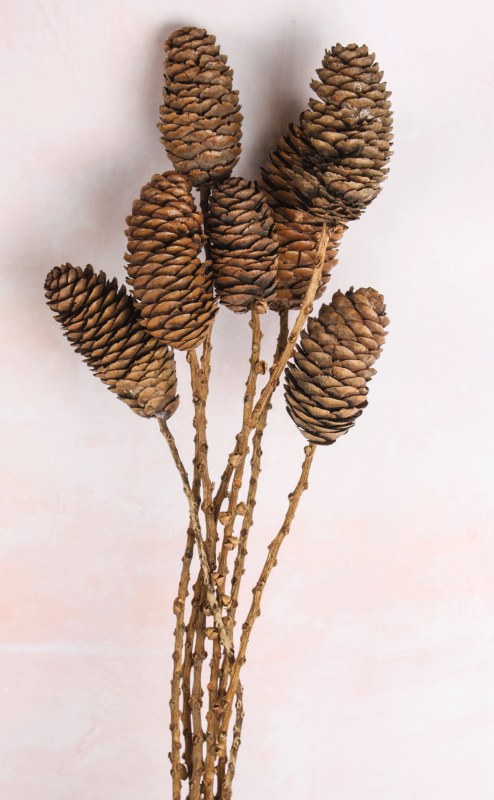 Picture of Dried Cone Stems 60cm x 7