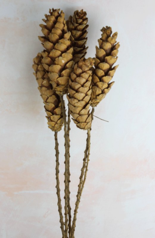 Picture of Strobus Pine Cone Stem 60cm x 5