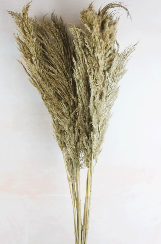 Picture of Pampas Stems 70cm Misty White x 9