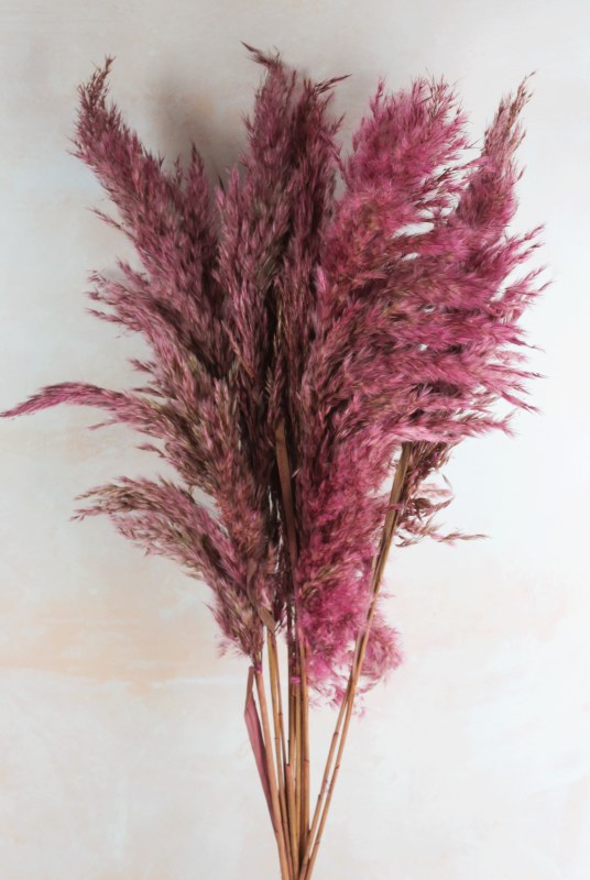 Pampas Stems 70cm Lilac x 9
