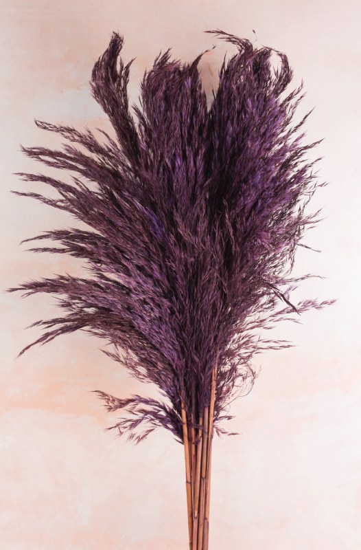 Picture of Pampas Stems 70cm Mauve x 9