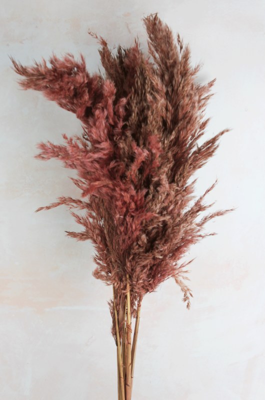 Pampas Stems 70cm Coral x 9