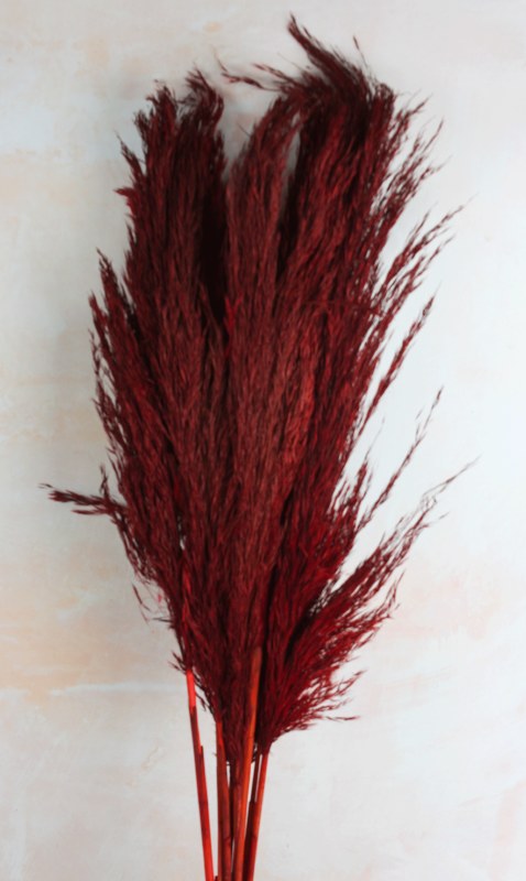 Picture of Pampas Stems 70cm Red x 9