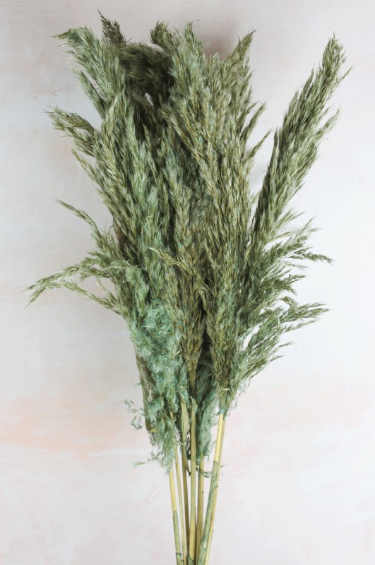 Picture of Pampas Stems 70cm Blue/ Green x 9