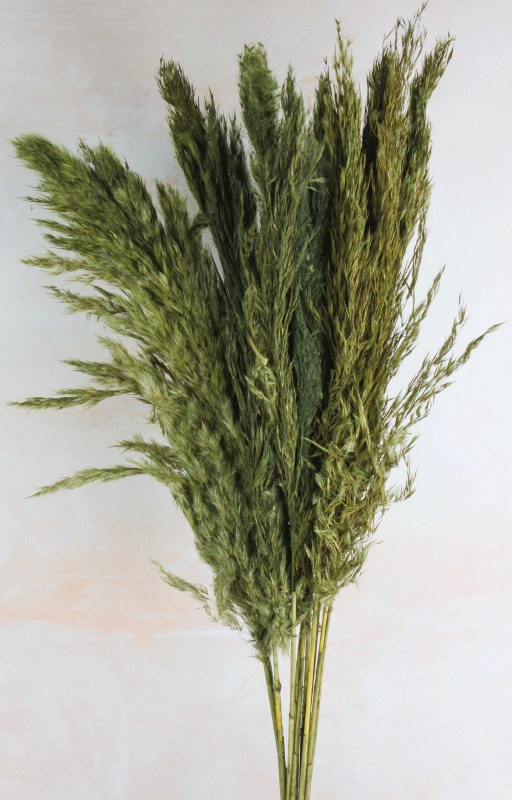 Picture of Pampas Stems 70cm Green x 9