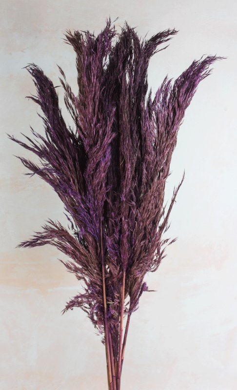 Picture of Pampas Stems 70cm Plum x 9