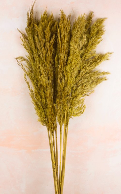 Picture of Pampas Stems 70cm Yellow x 9