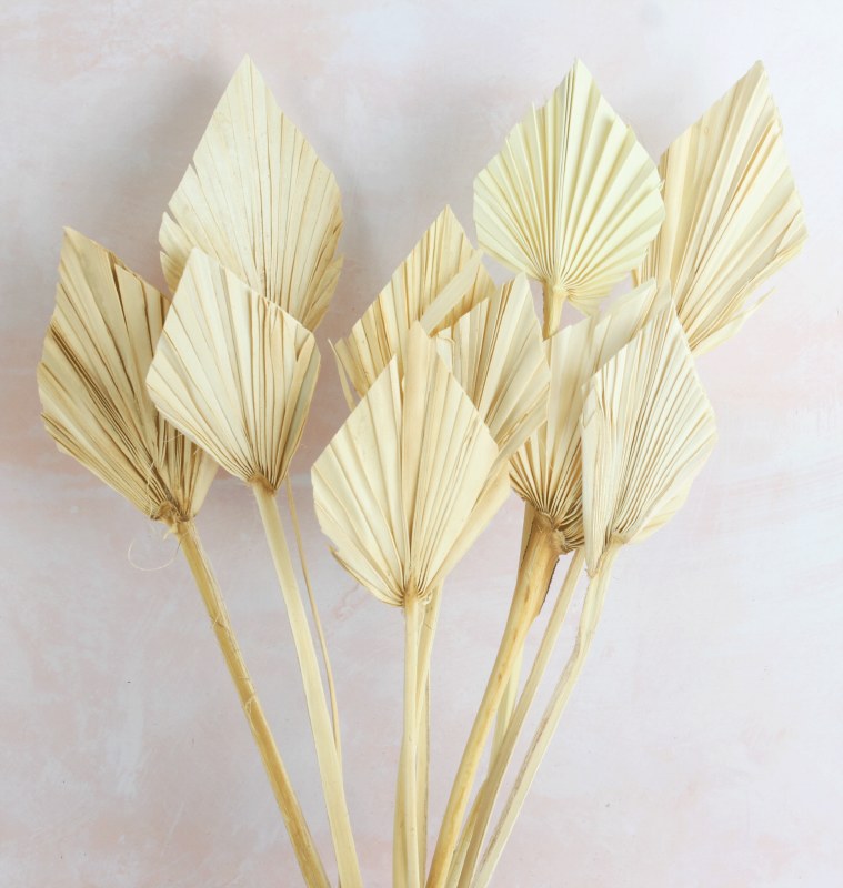 Palm Spear Mini x 10 Bleached