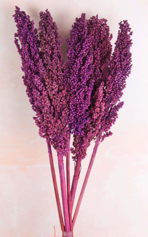 Picture of Dried Corn Stem x 5 60cm Plum