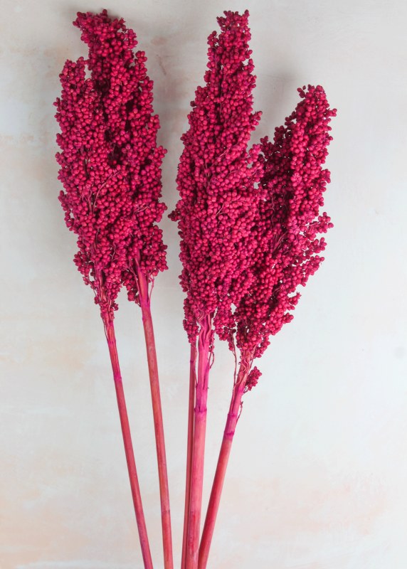 Dried Corn Stem x 5 60cm Fuchsia