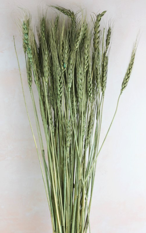 Dried Wheat 100g x 75cm Blue/Green