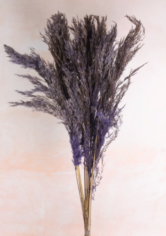 Picture of Pampas Stems 70cm Purple x 9