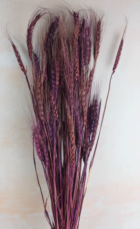 Dried Wheat 100g x 75cm Plum