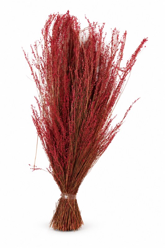 Dried Star Grass Coral 150g