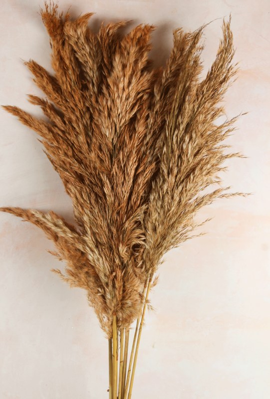Picture of Pampas Stems 80cm Coral x 7