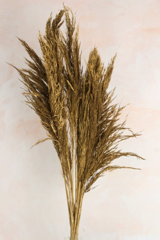 Pampas Stems 80cm Gold x 7