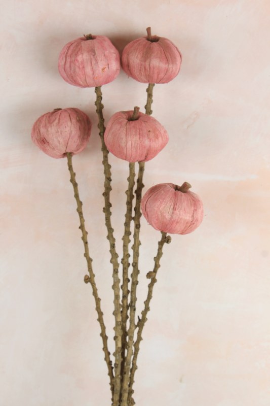 Dried Pumpkin Pod 60cm x 5 Stems