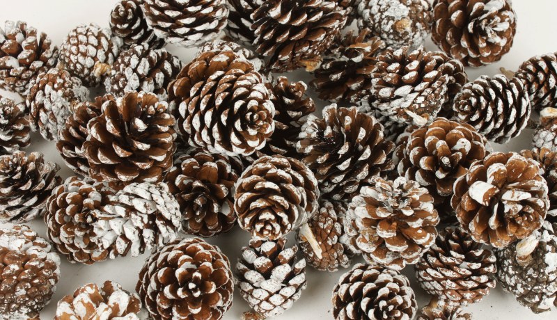 Picture of White Tip Pine Cone 1kg