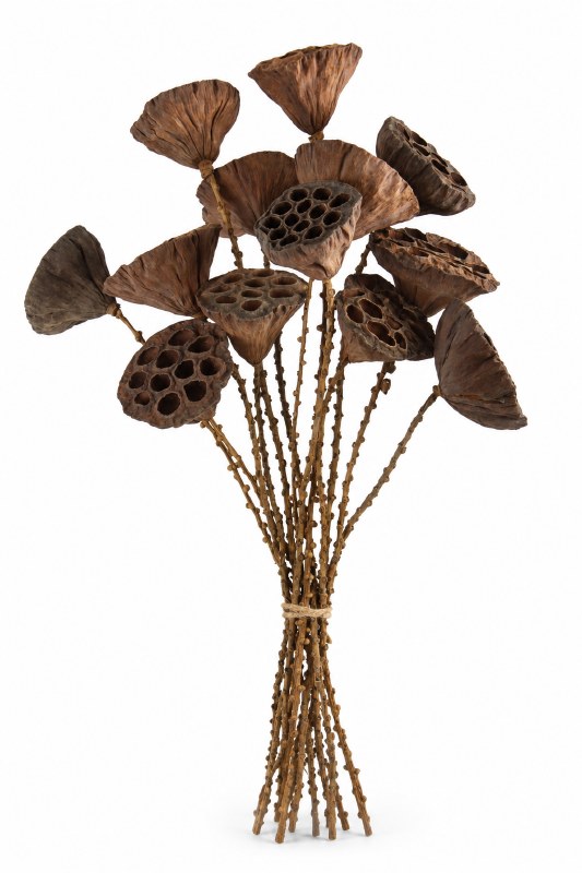 Dried Lotus Stems x 12 60cm