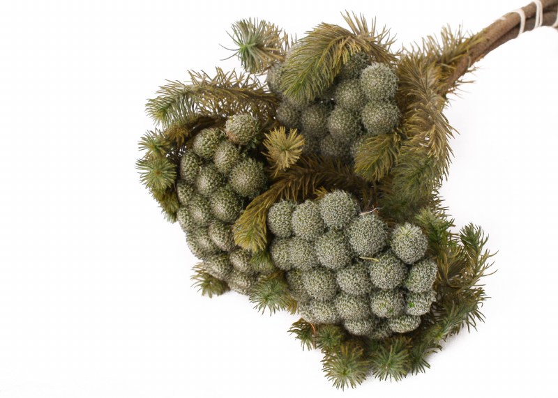 Dried Albiflora 75g