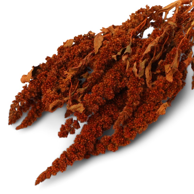 Dried Amaranthus Thumb Orange 10-35cm 75g