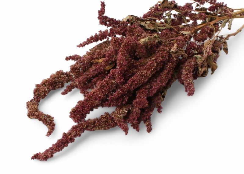 Dried Amaranthus Thumb Red 75g