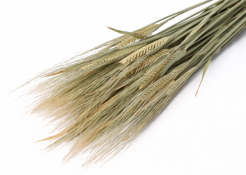 Dried Barley Natural 75cm 100g