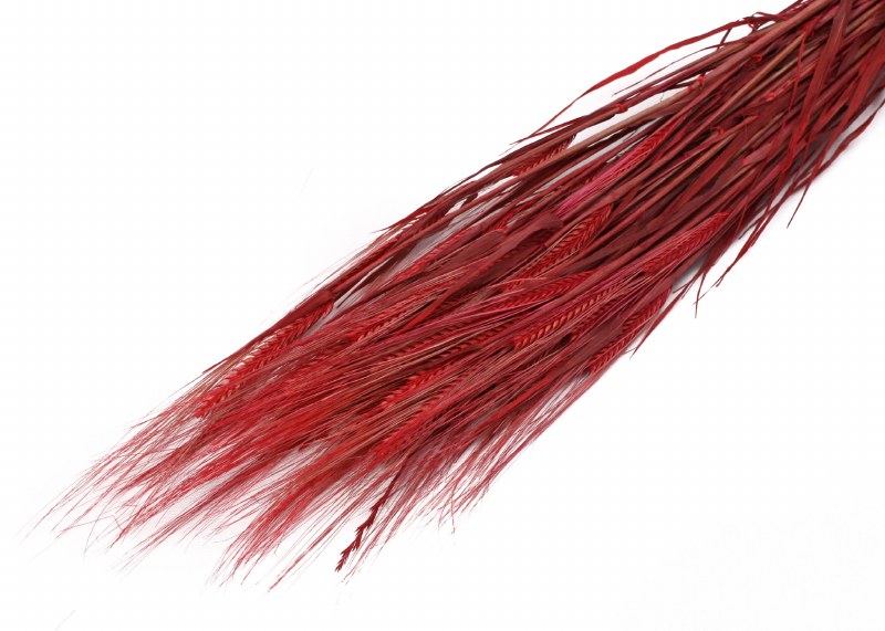 Dried Barley Red 75cm 100g