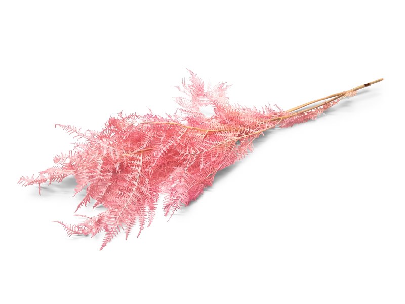 Brackenfern Pink Bundle 40cm-50cm