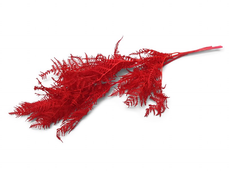 Brackenfern Red Bundle 40cm-50cm
