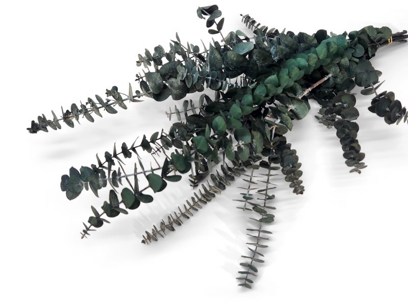 Preserved Eucalyptus Blue/ Green 75g