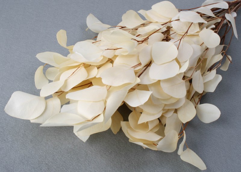 Eucalyptus Populus Bleached 75g