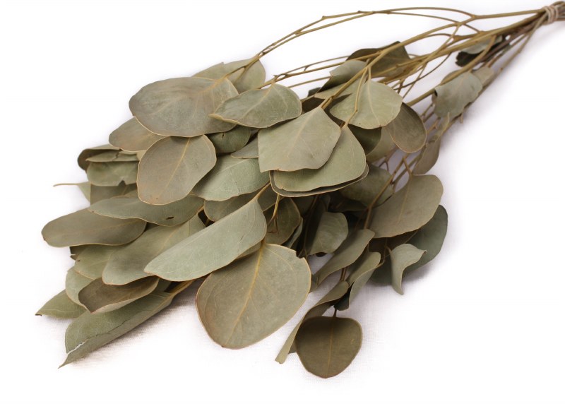 Eucalyptus Populus Natural Green 40-50cm 75gr