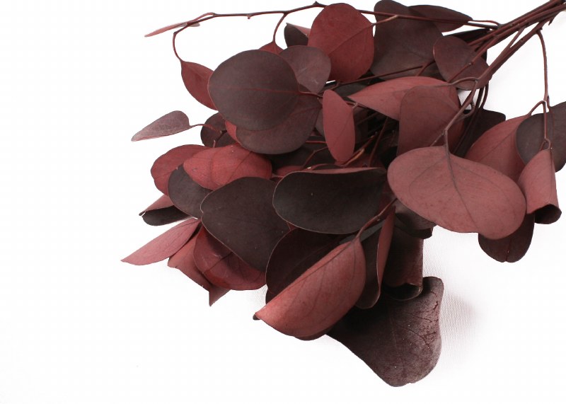 Dried Eucalyptus Populus Red 75g