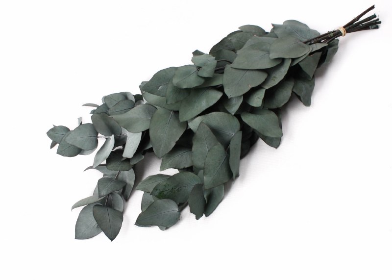 Dried Eucalyptus Spiral Green 75g