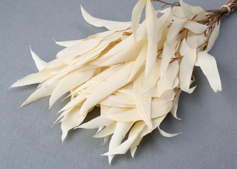 Dried Eucalyptus Willow Bleached 75g