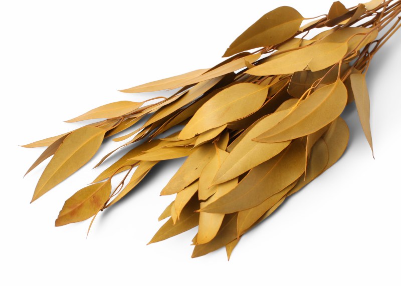 Eucalyptus Willow Aspen Gold 40-50cm 75g