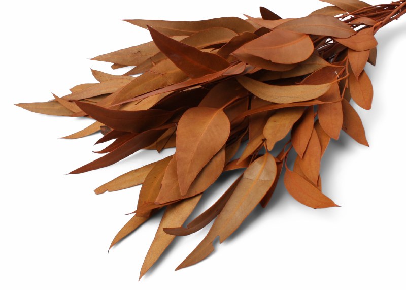Dried Eucalyptus Willow Terracotta 75g