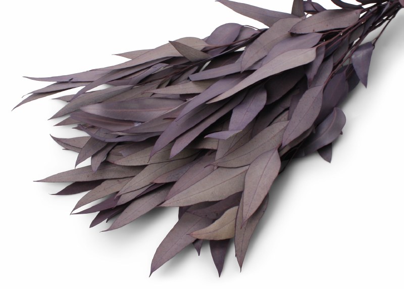 Eucalyptus Willow Very Peri 40-50cm 75g
