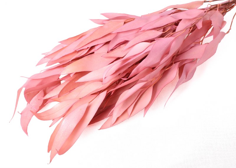 Dried Eucalyptus Willow Pale Pink 75g