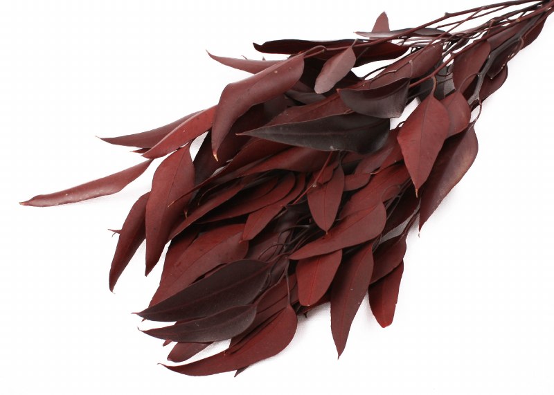 Dried Eucalyptus Willow Red 75g